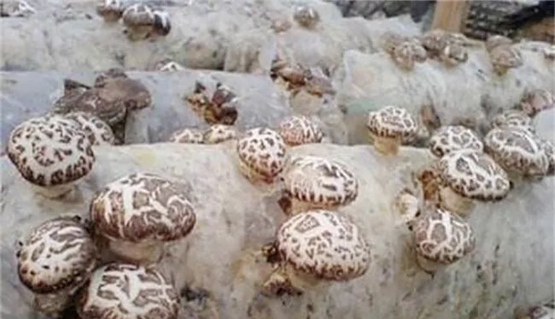 Basic knowledge and techniques of edible fungi